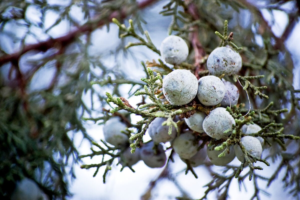 gruit can often contain juniper