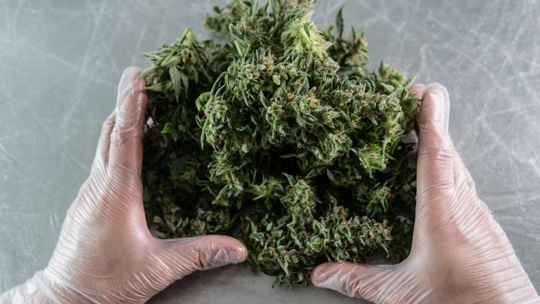 medical professional handling harvested cannabis plants