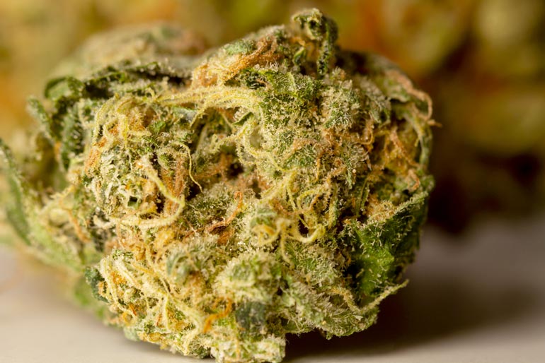 sativa strain of cannabis sitting on table