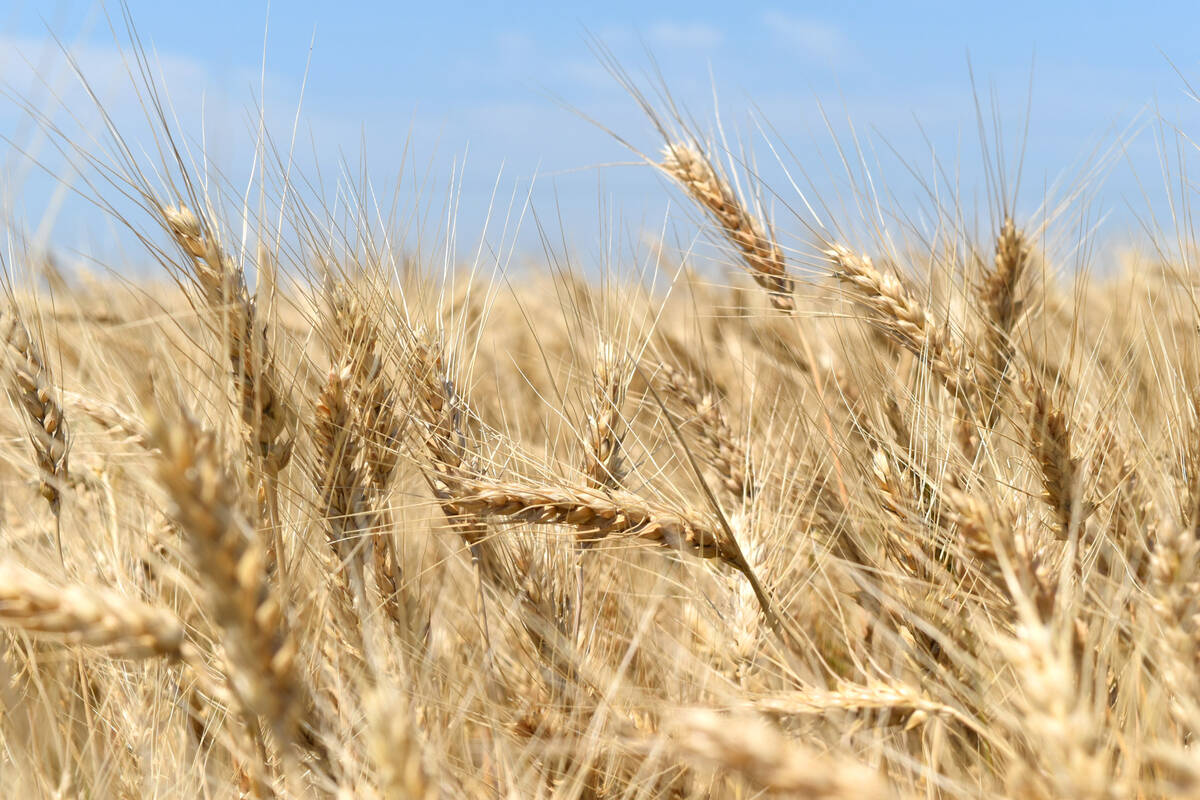 ukraine wheat shortage