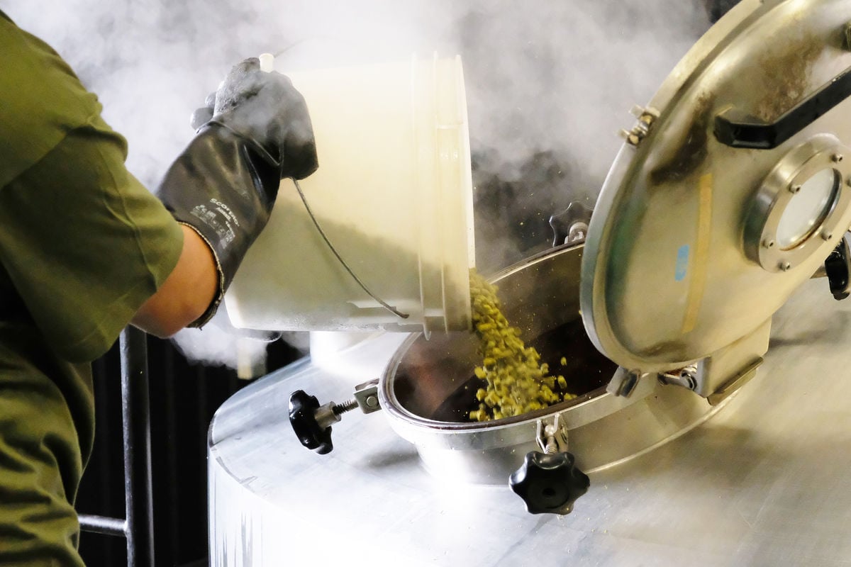 coedo brewery brewer adding hops to the boil for brewing